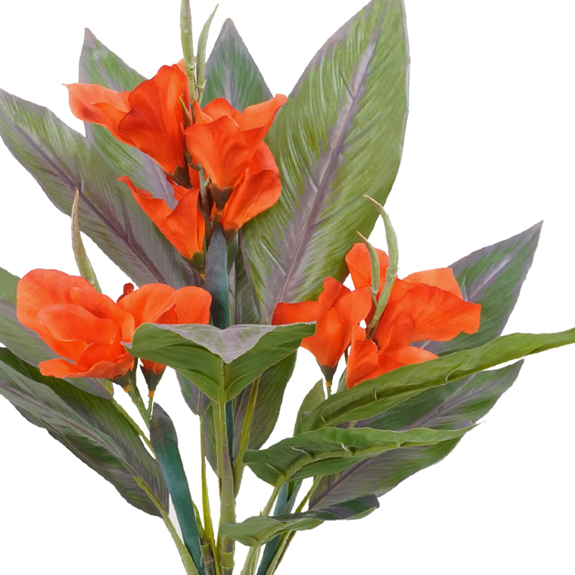 25" Canna Bush by Ashland
